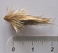 Echinops - nasiono